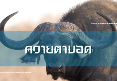 ควายตาบอด
